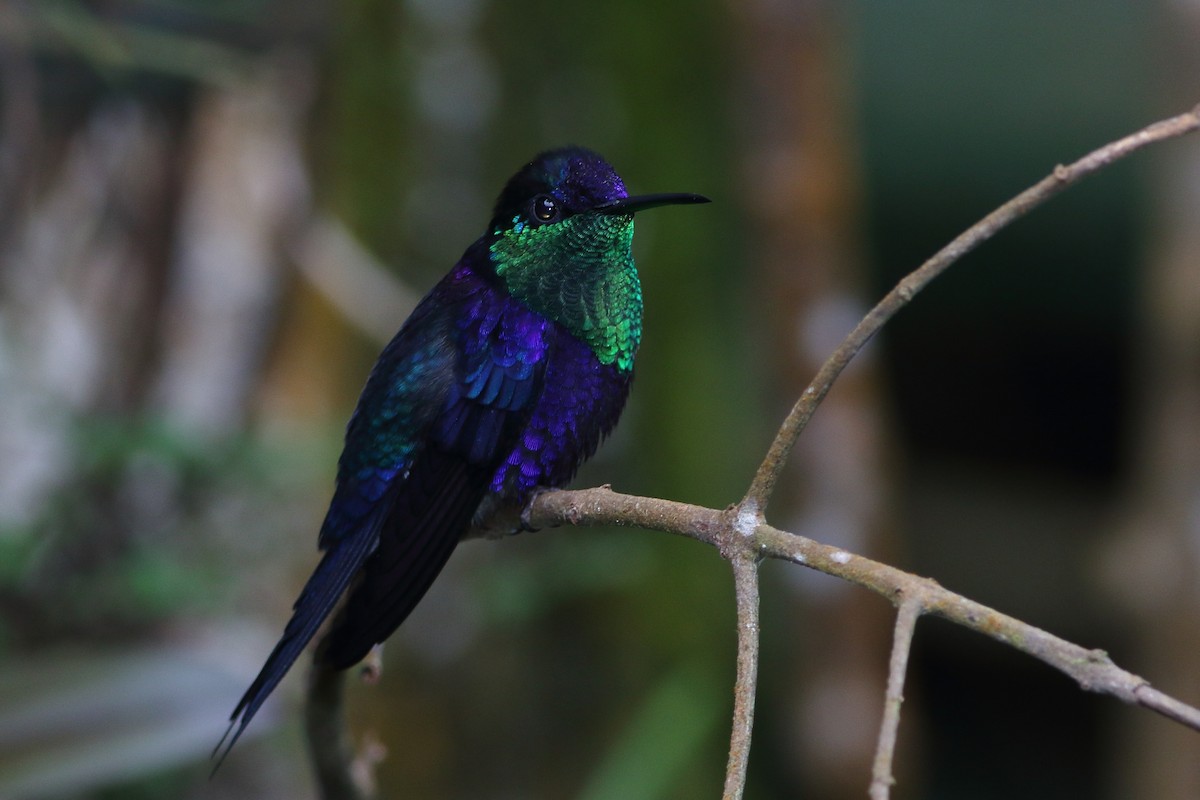 Crowned Woodnymph (Northern/Colombian Violet-crowned) - ML125629171