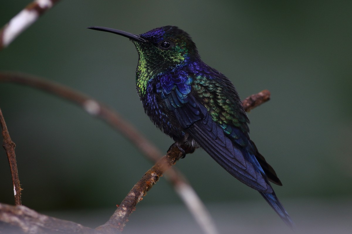 Crowned Woodnymph (Northern/Colombian Violet-crowned) - ML125629181