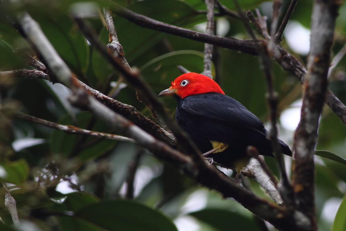 Red-capped Manakin - Ohad Sherer