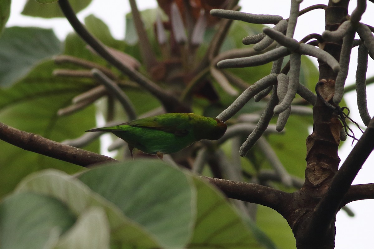 Rufous-winged Tanager - ML125629701