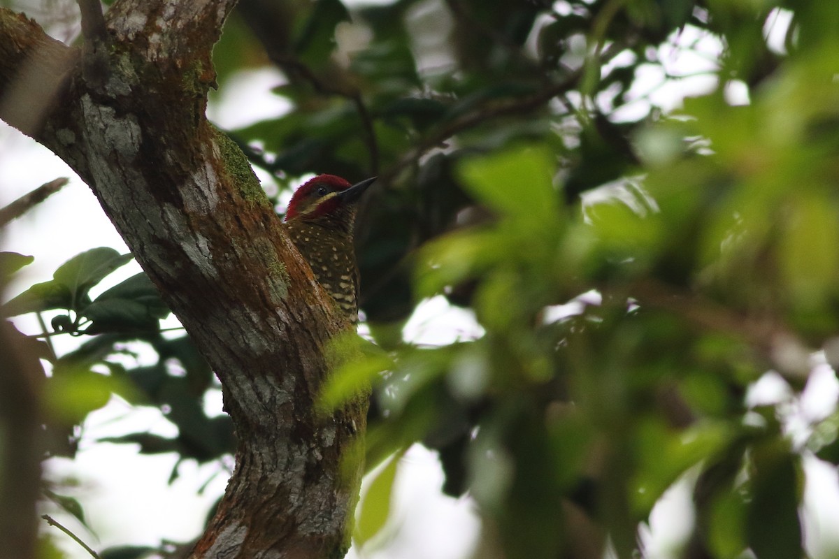 Stripe-cheeked Woodpecker - ML125630041