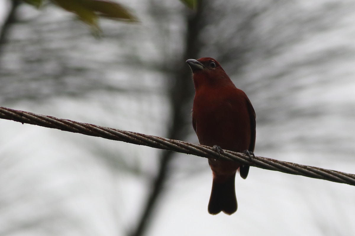 Hepatic Tanager (Highland) - ML125630061