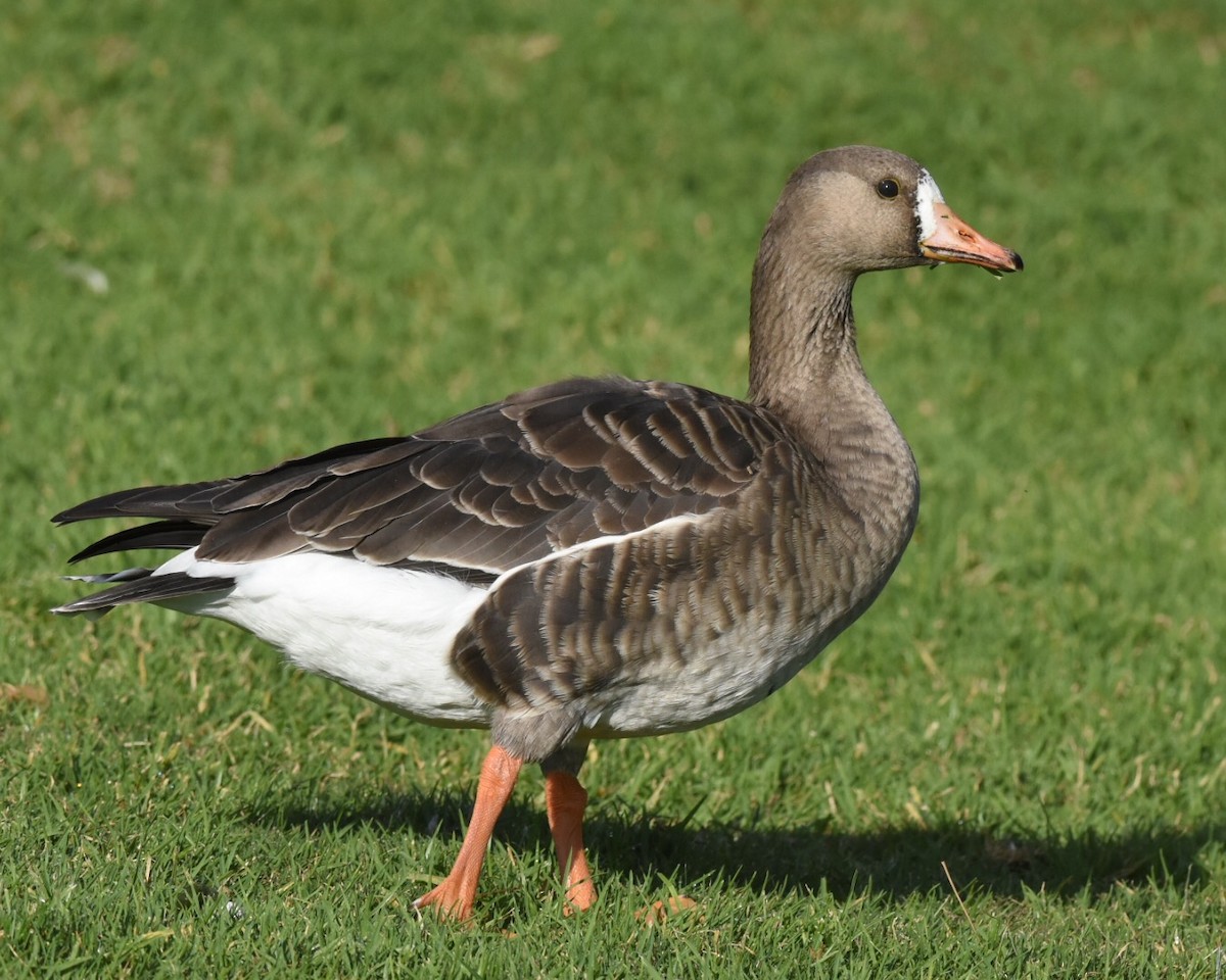 Greater White-fronted Goose - ML125630261