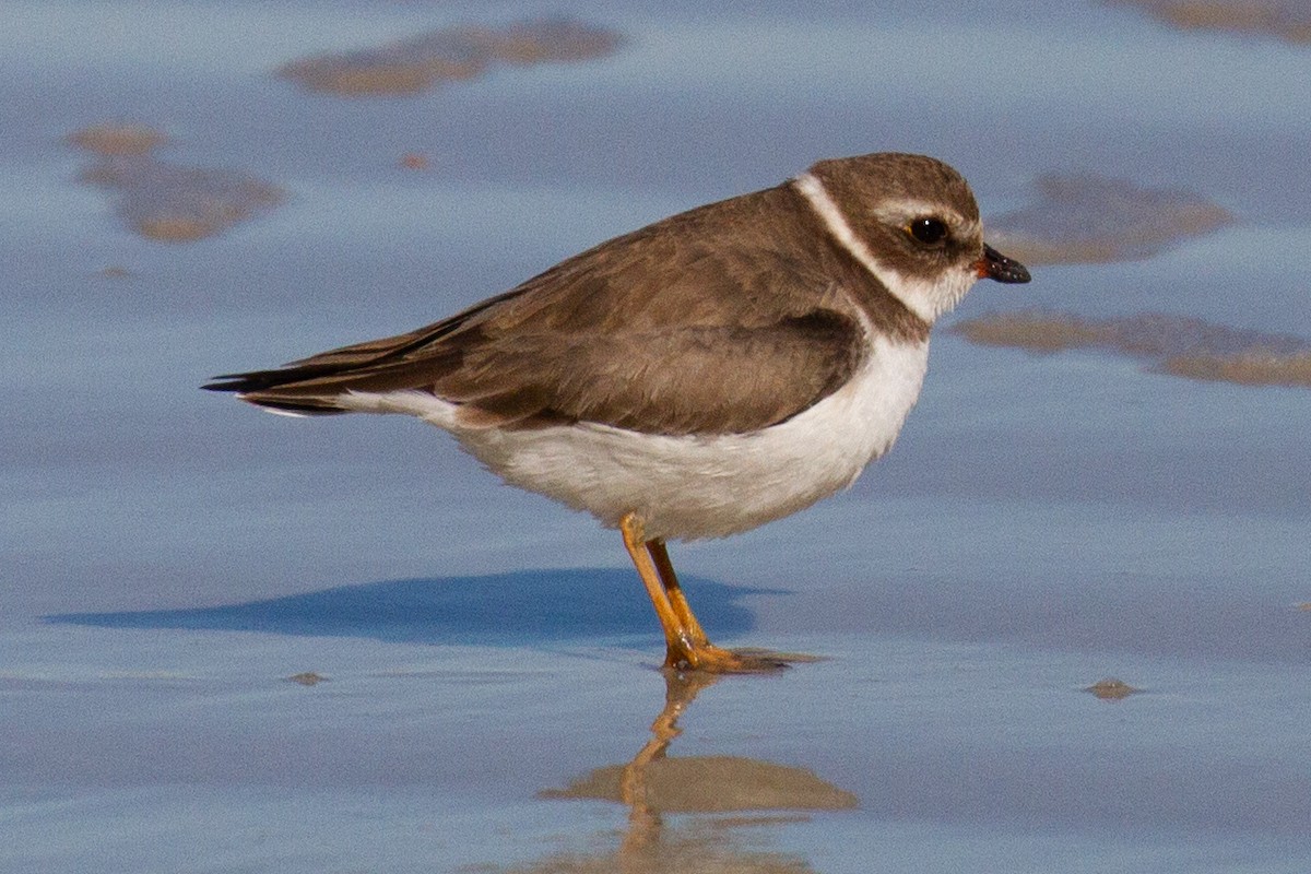 Semipalmated Plover - Will Chatfield-Taylor