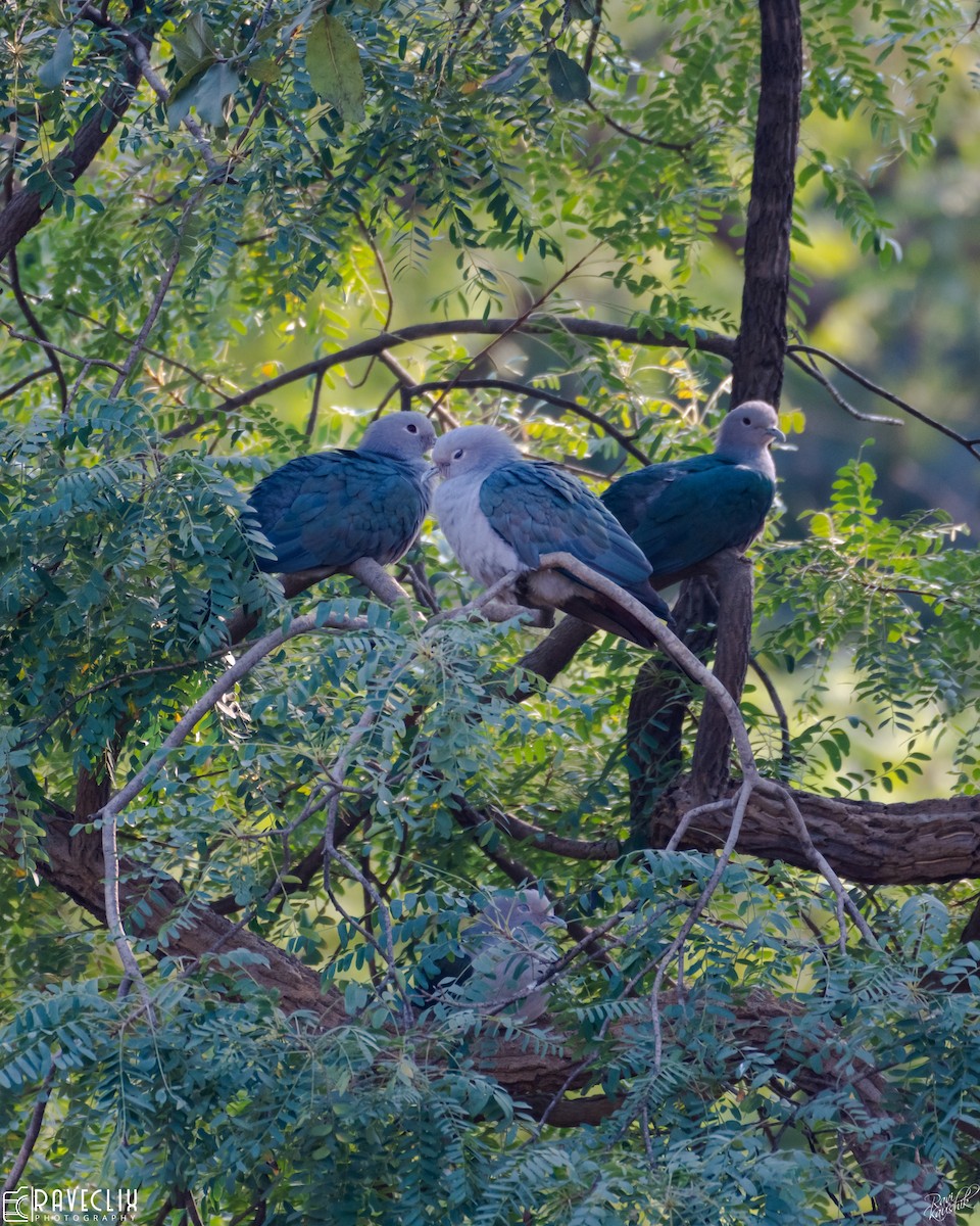 Green Imperial-Pigeon - Ravindra Kaushik