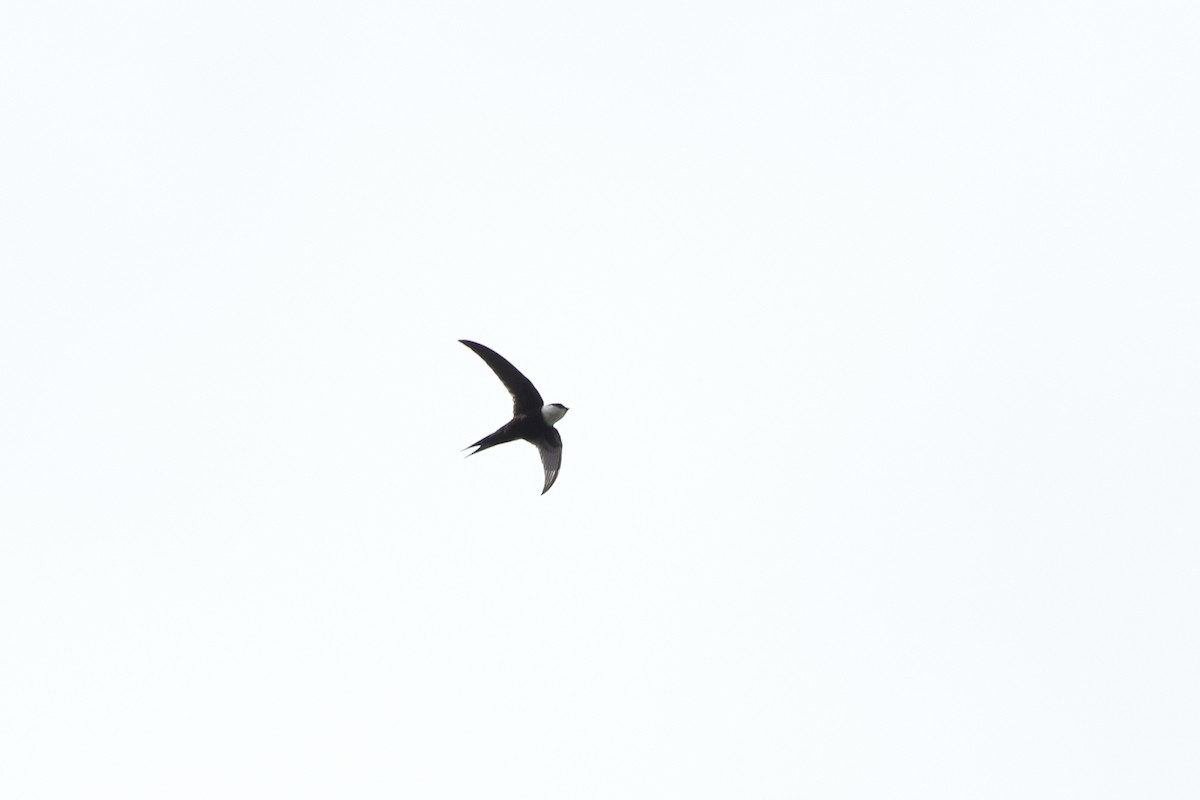 Lesser Swallow-tailed Swift - Ohad Sherer