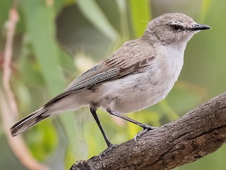  - Western Gerygone