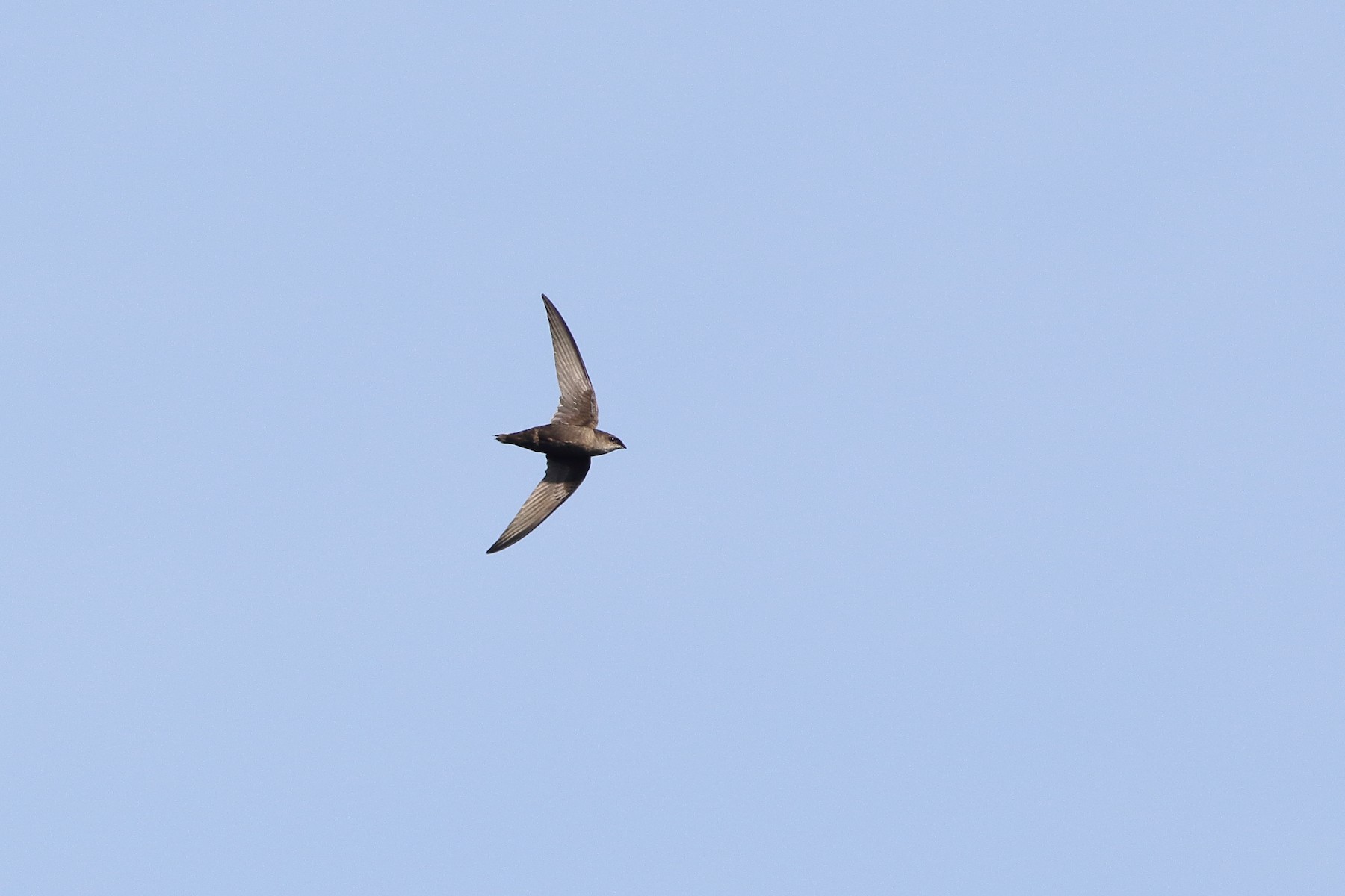 シロオビハリオアマツバメ Aetherodroma Ebird