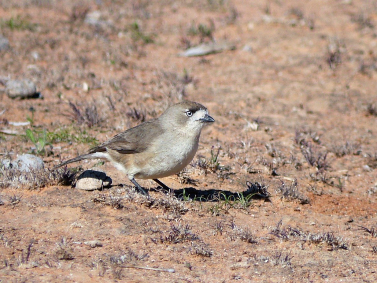 Southern Whiteface - eBird