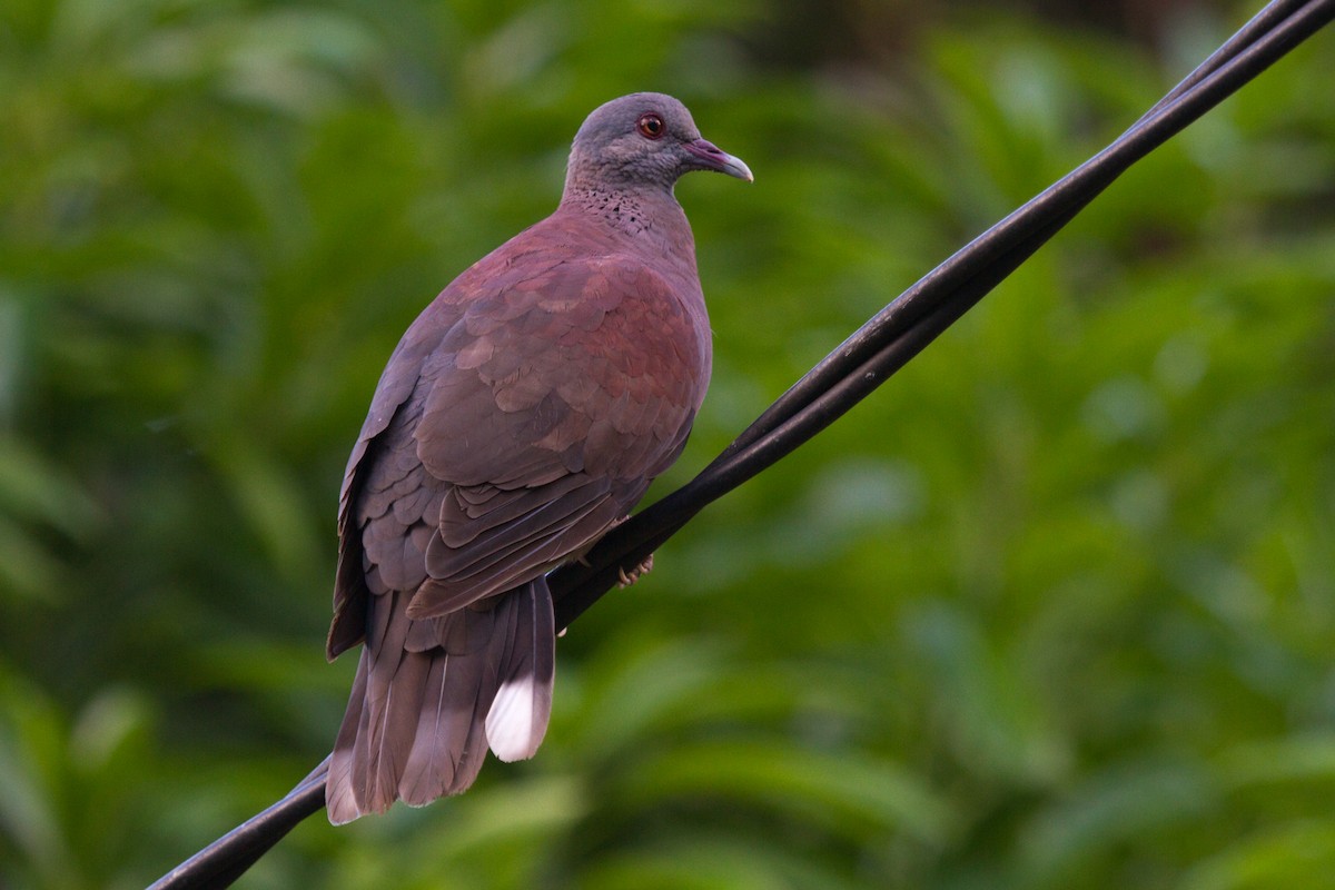 Pigeon de Madagascar - ML125644161
