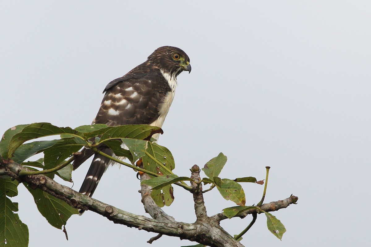 Double-toothed Kite - ML125646941