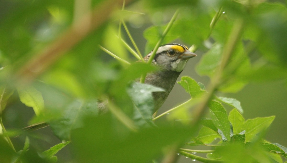 White-throated Sparrow - ML125647851