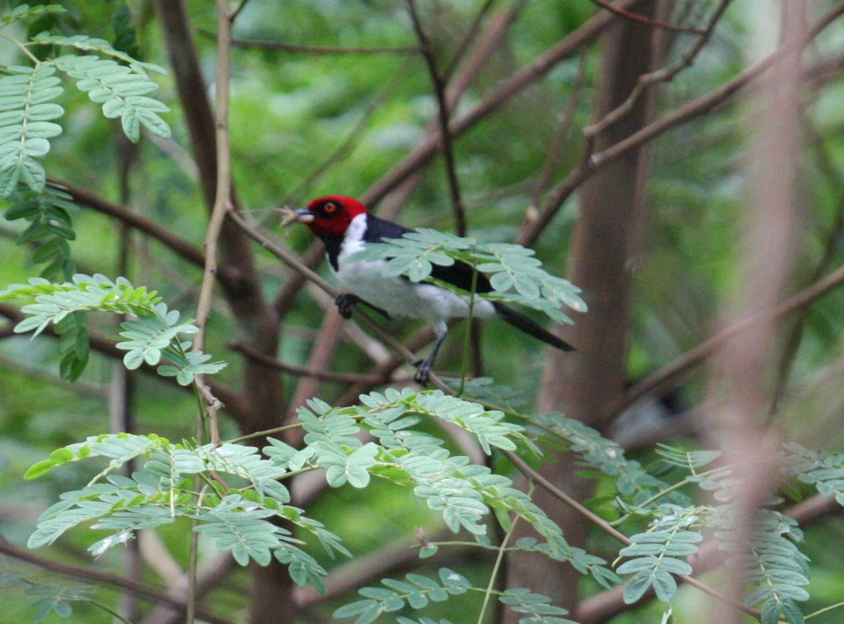 Red-capped Cardinal - Marshall Iliff