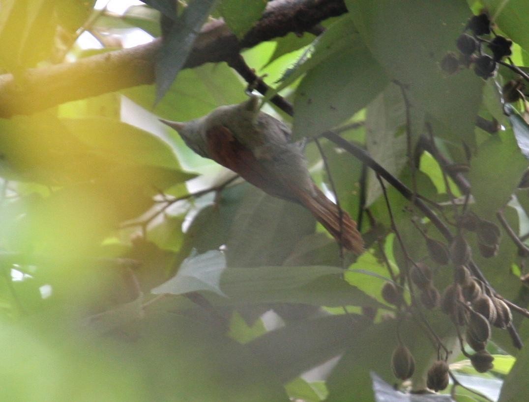 Parker's Spinetail - ML125648411