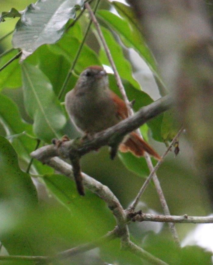 Parker's Spinetail - ML125648421