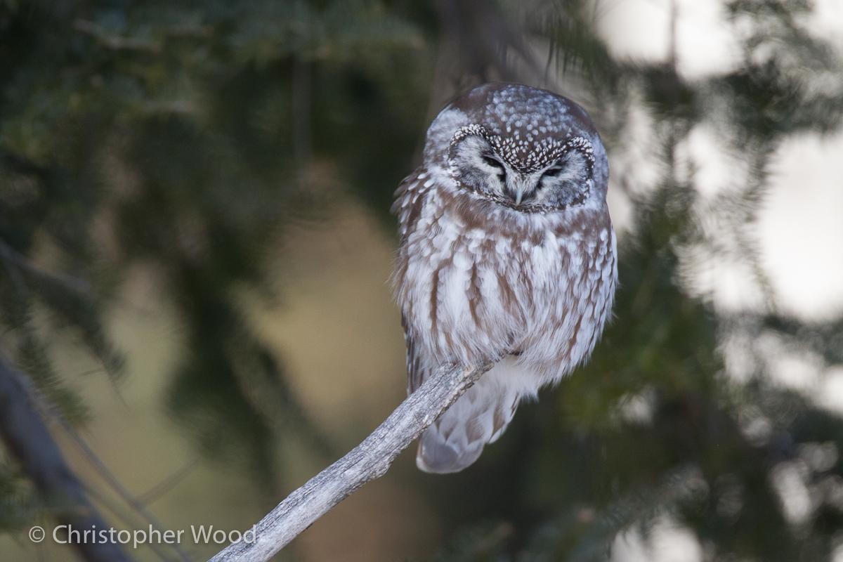 Boreal Owl - Chris Wood