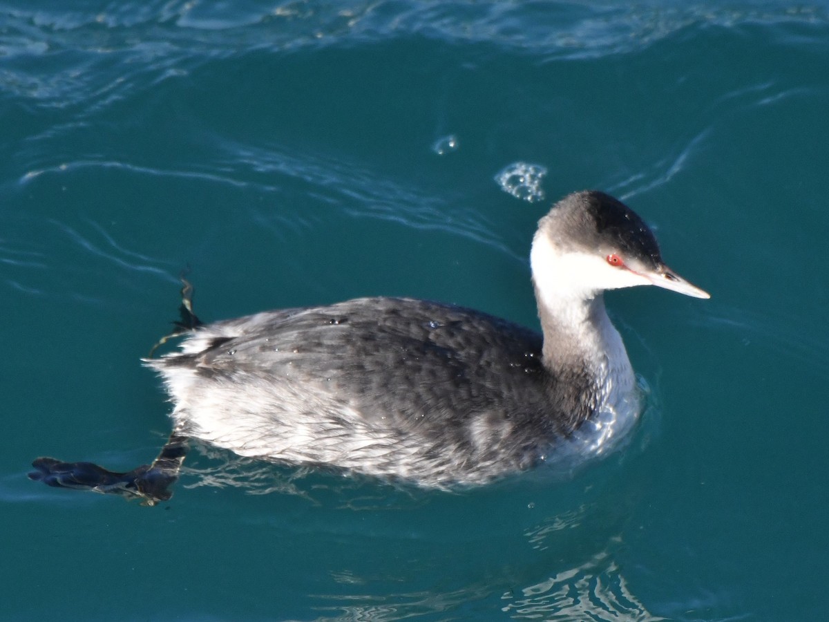 Horned Grebe - Marcus Kelly