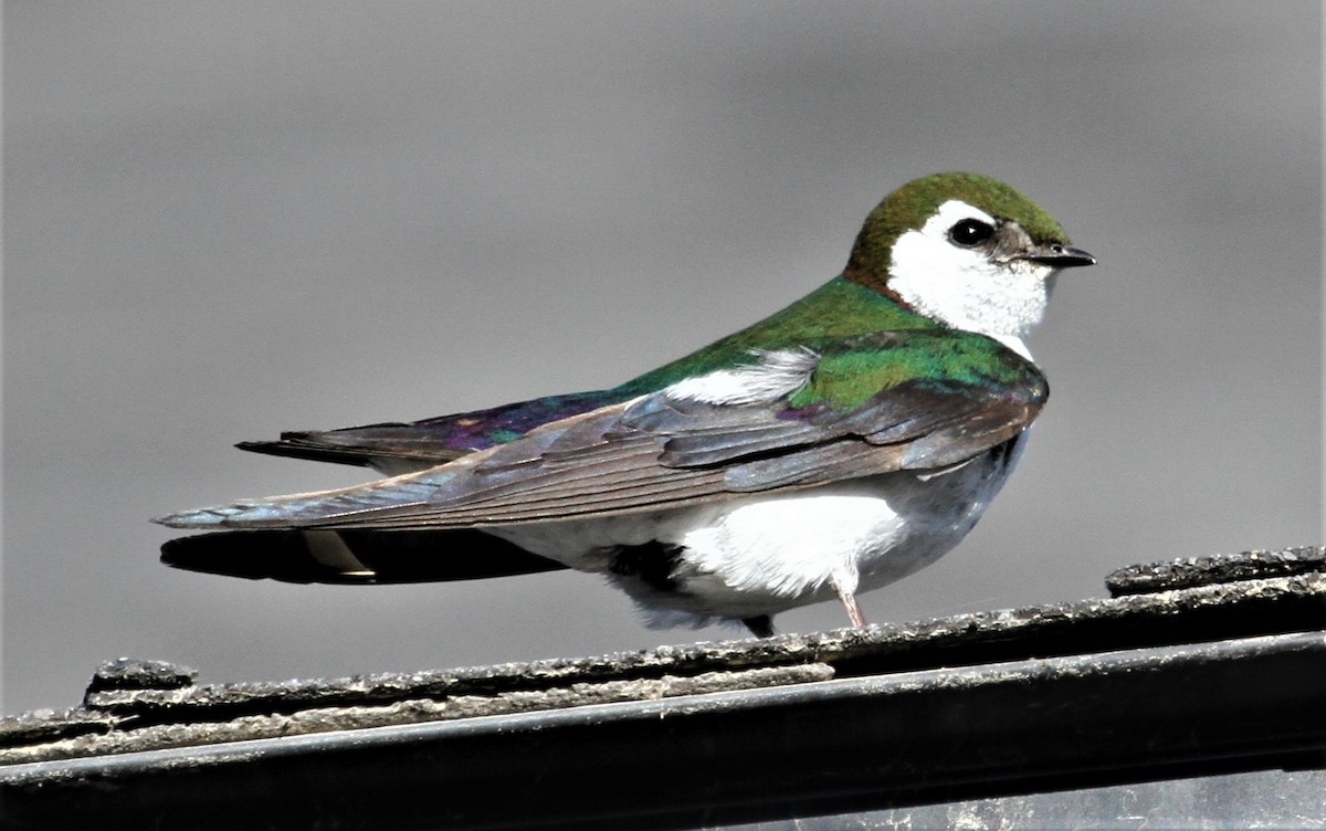 Violet-green Swallow - Jim Stasz