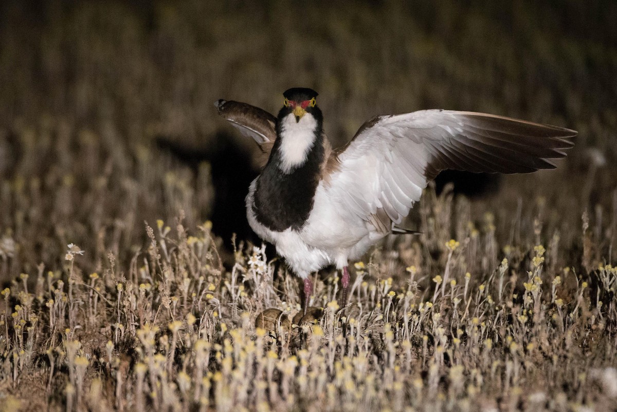 Banded Lapwing - Chris Wood