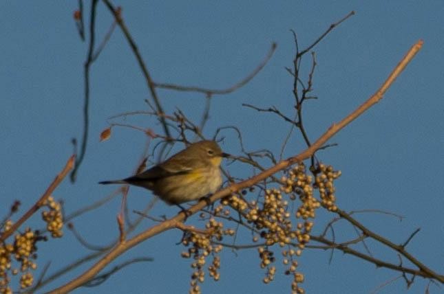 Yellow-rumped Warbler (Audubon's) - Chris Wood