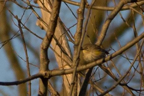 Yellow-rumped Warbler (Audubon's) - Chris Wood