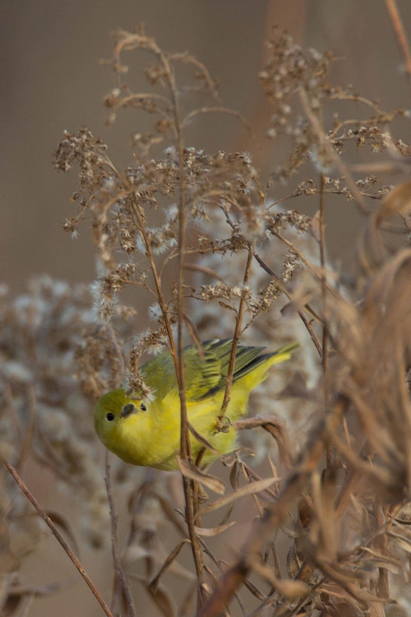 Yellow Warbler - Chris Wood