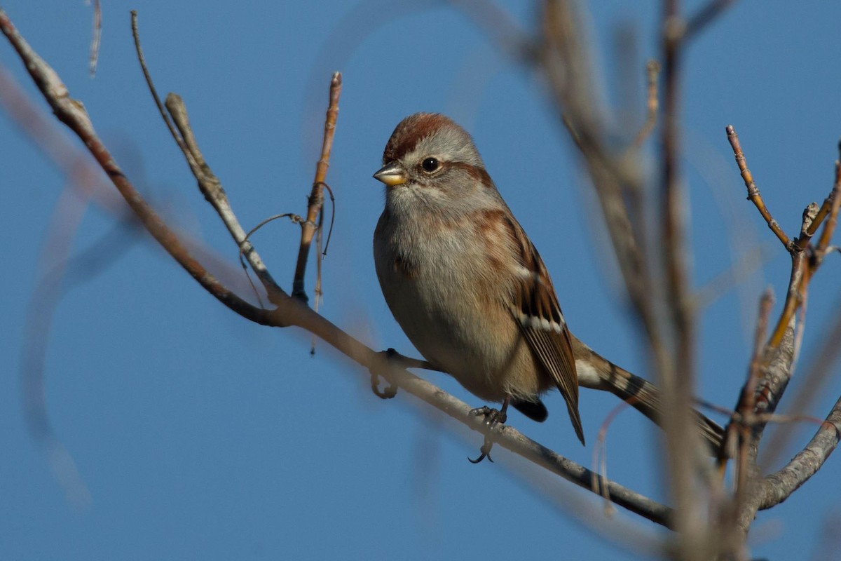 American Tree Sparrow - ML125662411