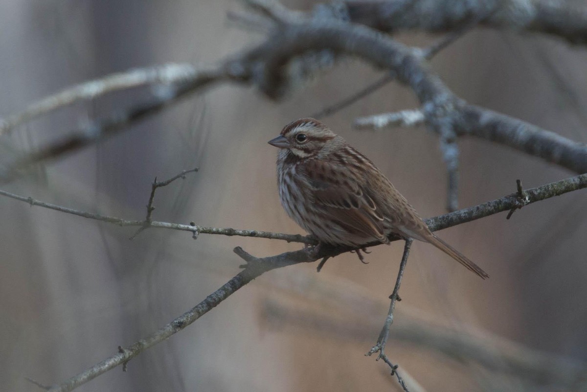 Song Sparrow - Chris Wood
