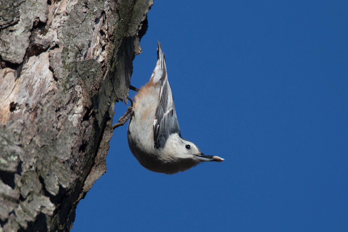 White-breasted Nuthatch - ML125662541