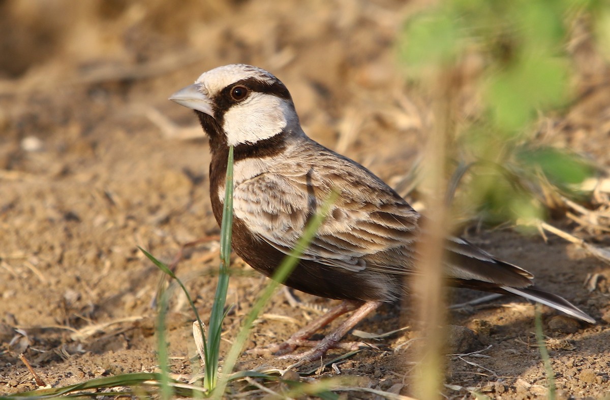 Ashy-crowned Sparrow-Lark - ML125663591