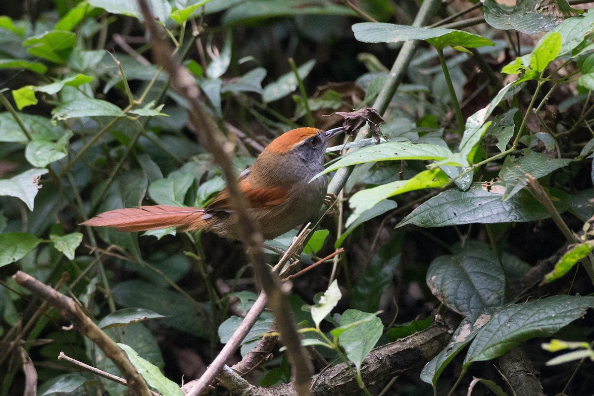 Rufous-capped Spinetail - Chris Wood