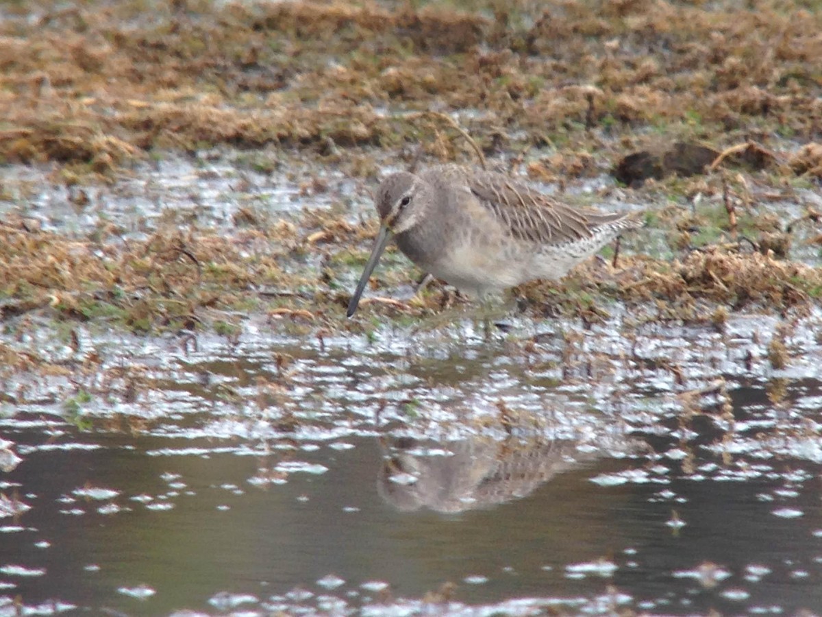 Long-billed Dowitcher - Chris Wood