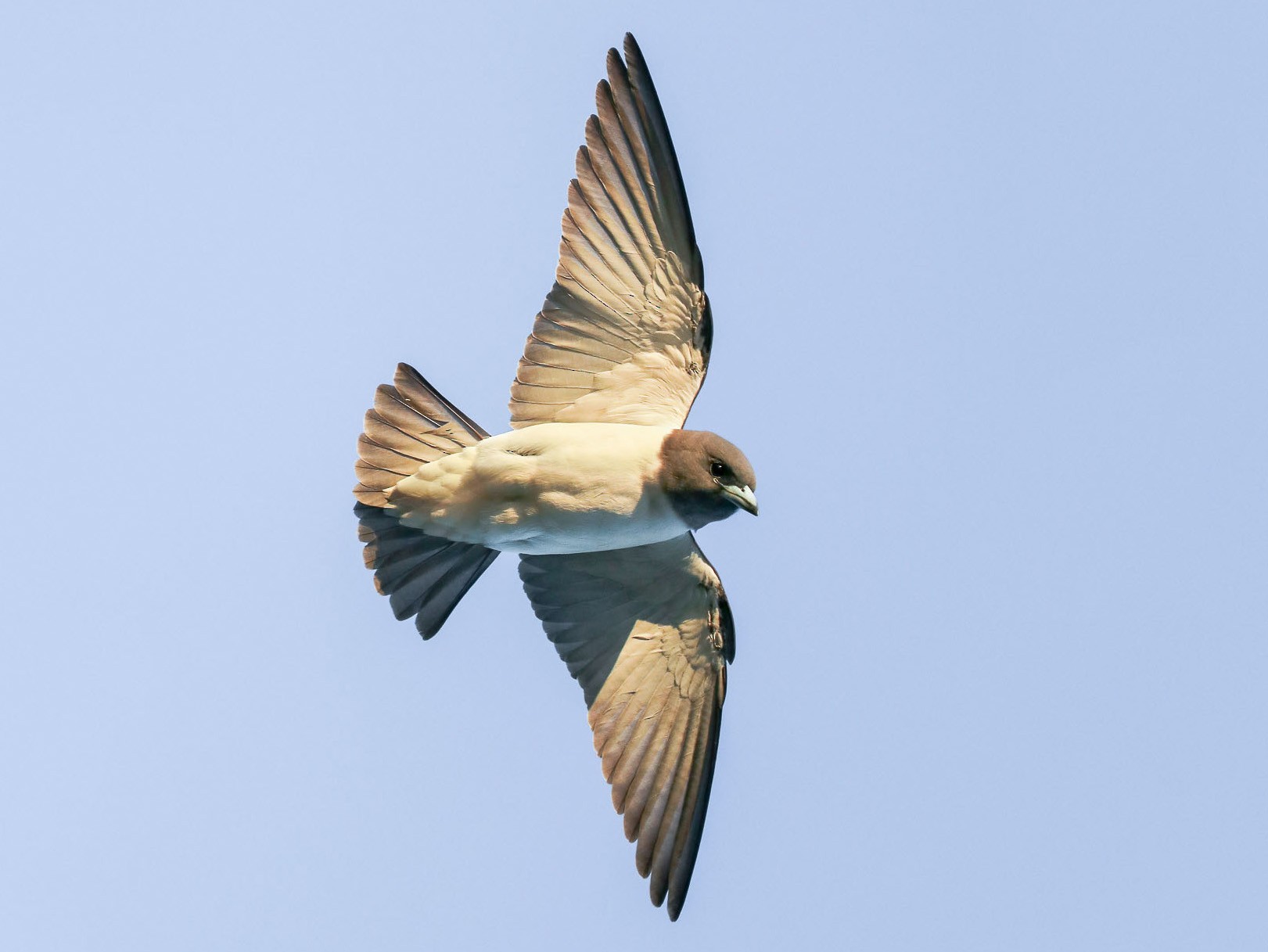 White-breasted Woodswallow - Ged Tranter