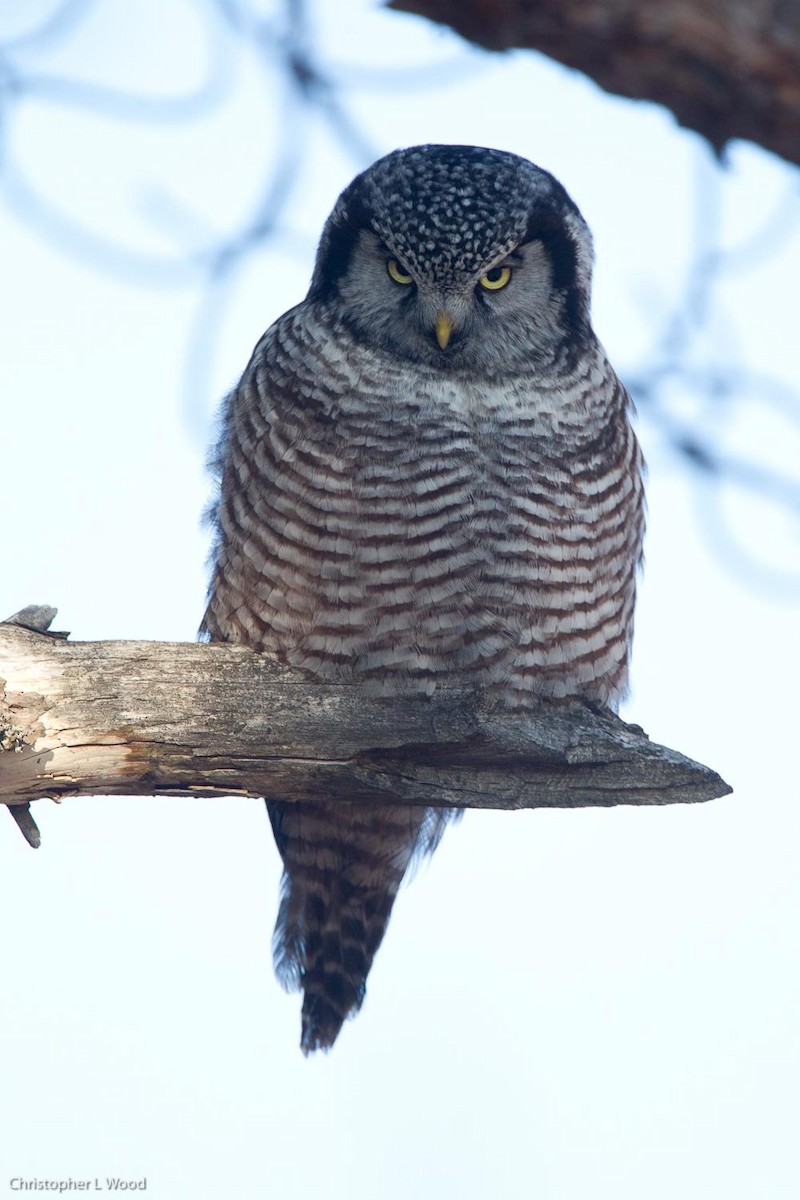Northern Hawk Owl - Chris Wood