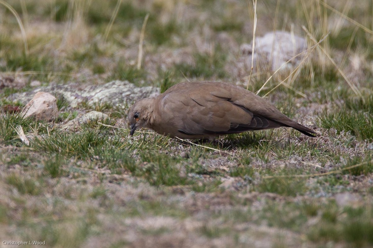 Black-winged Ground Dove - Chris Wood