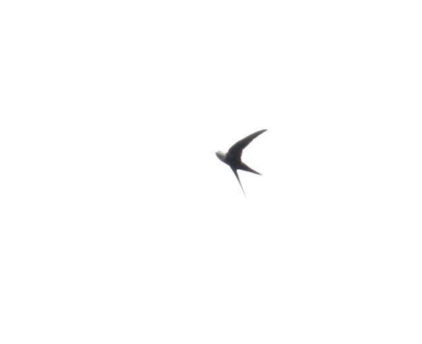 Lesser Swallow-tailed Swift - ML125671391