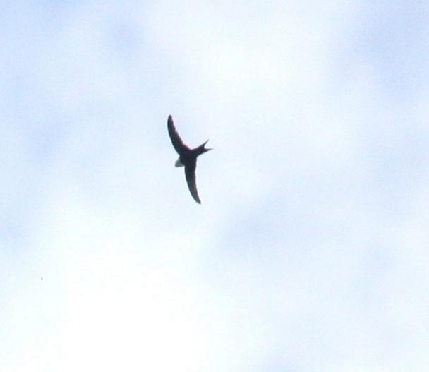 Lesser Swallow-tailed Swift - Marshall Iliff
