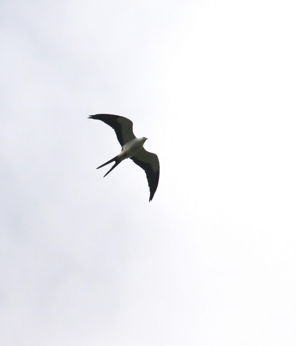 Swallow-tailed Kite - ML125671491