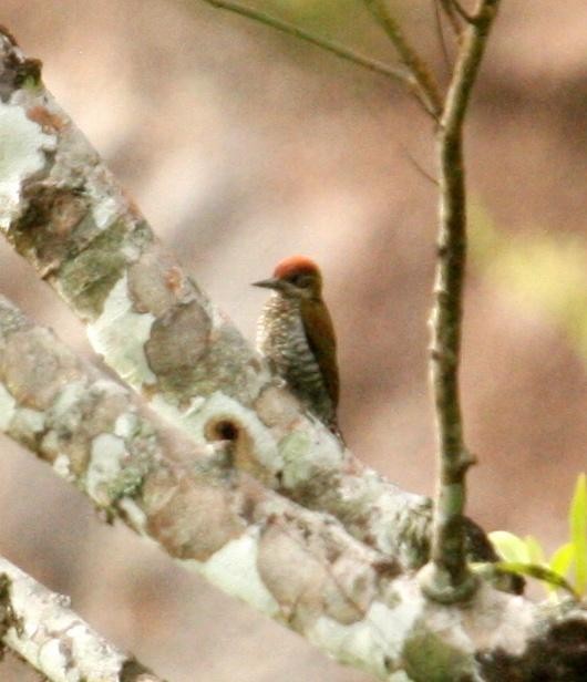 Red-stained Woodpecker - ML125671521