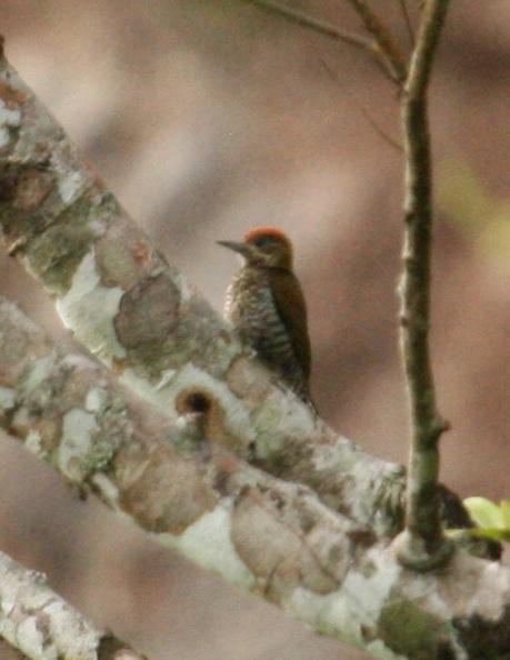 Red-stained Woodpecker - ML125671531