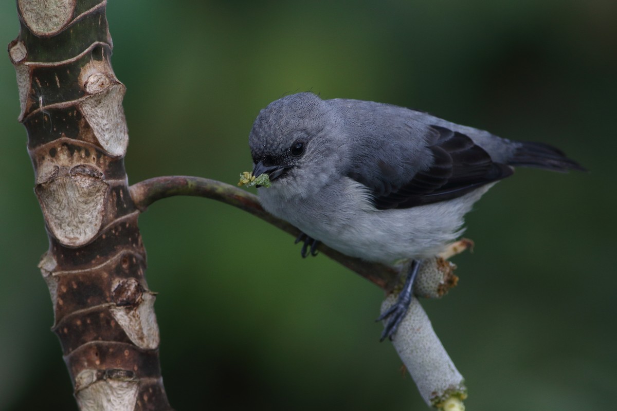 Plain-colored Tanager - ML125671841