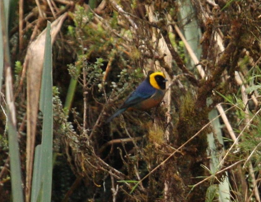 Golden-collared Tanager - ML125672021