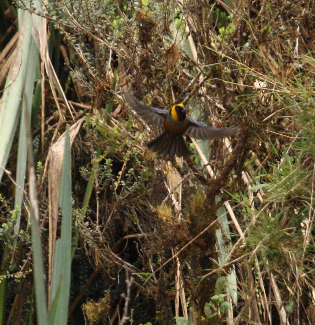 Golden-collared Tanager - ML125672061
