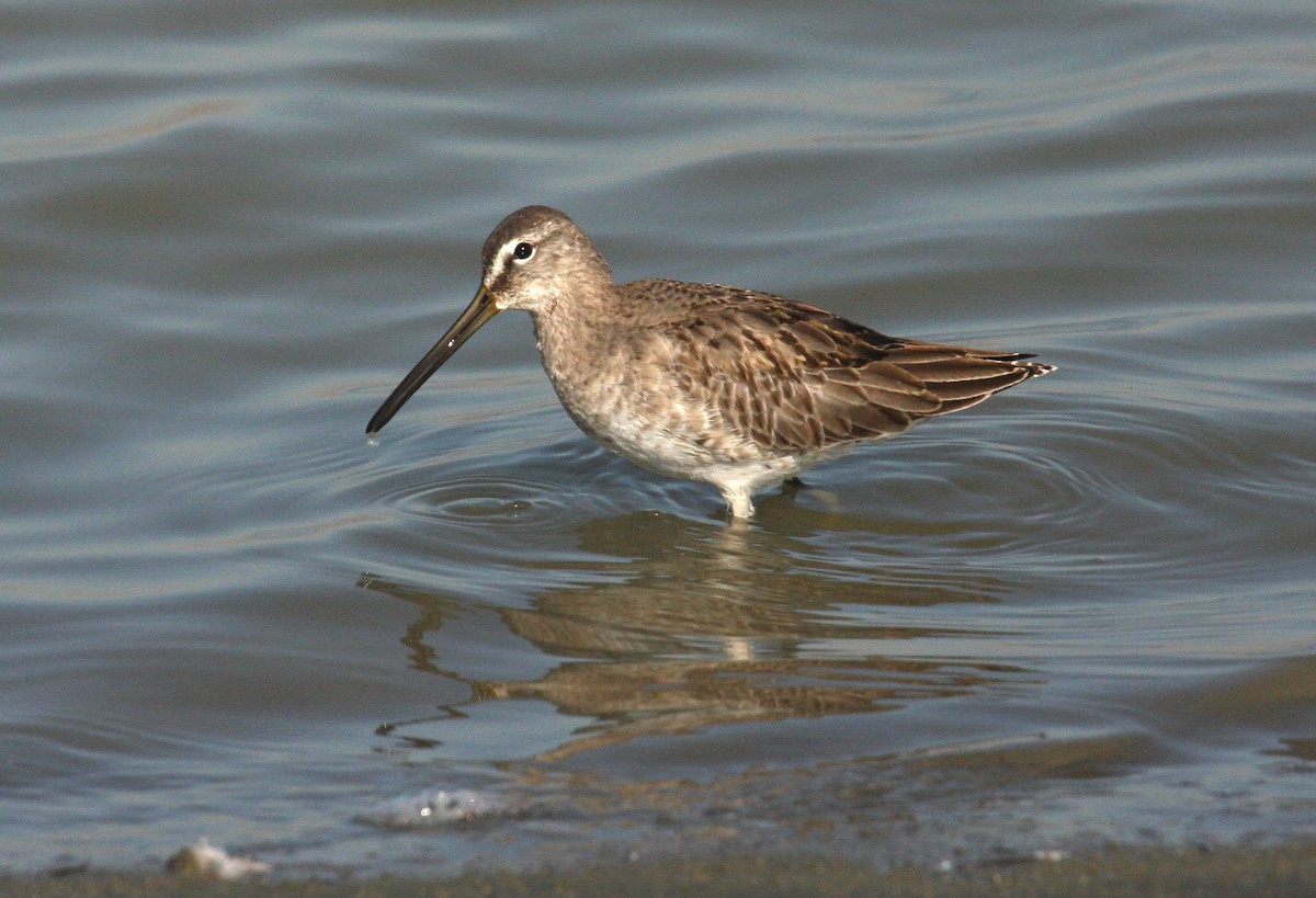 Long-billed Dowitcher - Marshall Iliff