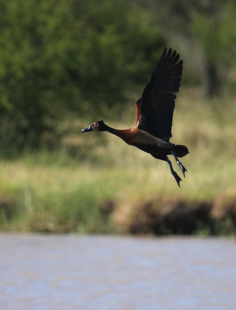 White-faced Whistling-Duck - Marshall Iliff