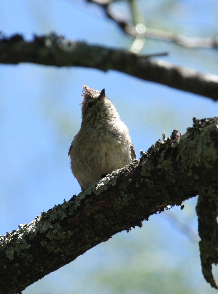 Tufted Tit-Spinetail - ML125675541