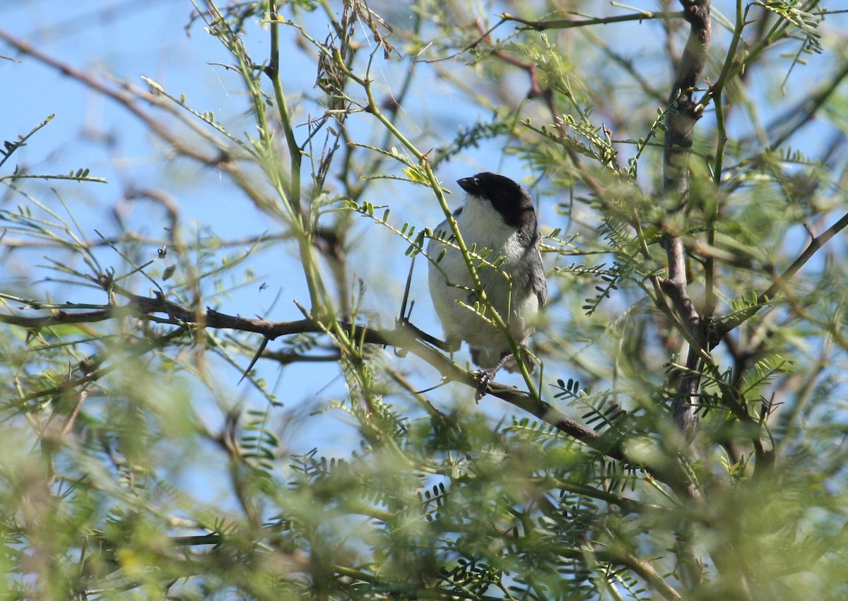 Black-capped Warbling Finch - ML125675701