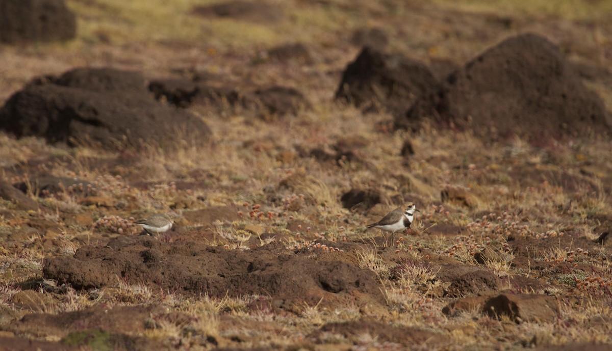 Two-banded Plover - ML125677481