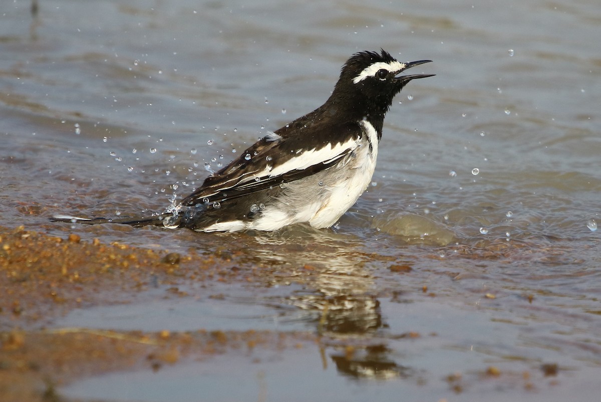 White-browed Wagtail - ML125678951