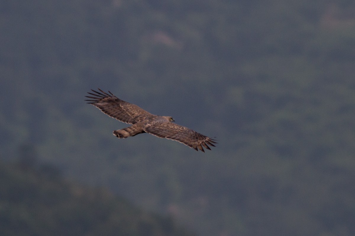 Changeable Hawk-Eagle (Crested) - Raphael Lebrun